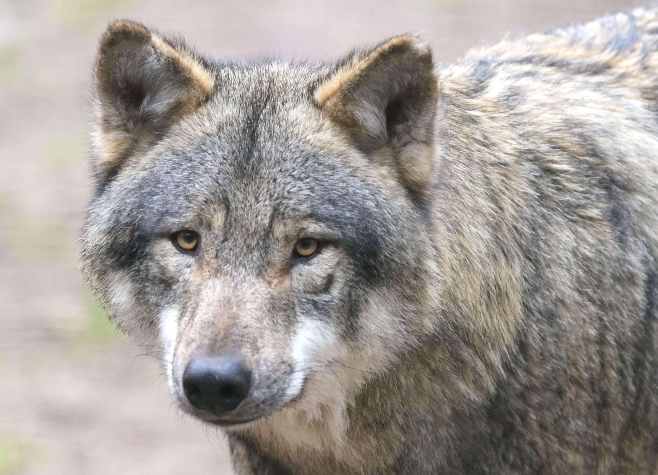 Wölfe, die nicht wie dieses Exemplar, in Tiergärten leben, können zur Gefahr für Mensch und (Nutz-)Tier werden. Symbolbild.