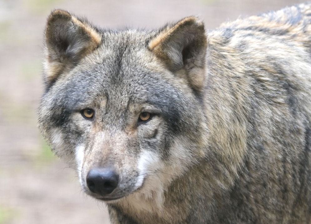 Weil ihn ein Elfjähriger mehrmals provozierte, biss der Wolf dann zu. Symbolbild.