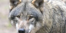 Tod von Wölfin! Zoo-Chef wegen Tierquälerei vor Gericht