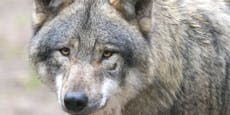 Experte warnt: Wolfsabschuss könnte Millionen kosten
