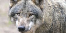 "Problemwolf" darf bis Ende Jänner geschossen werden