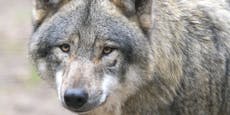 Bub (11) provoziert Wolf mit Stock – dann beißt Tier zu