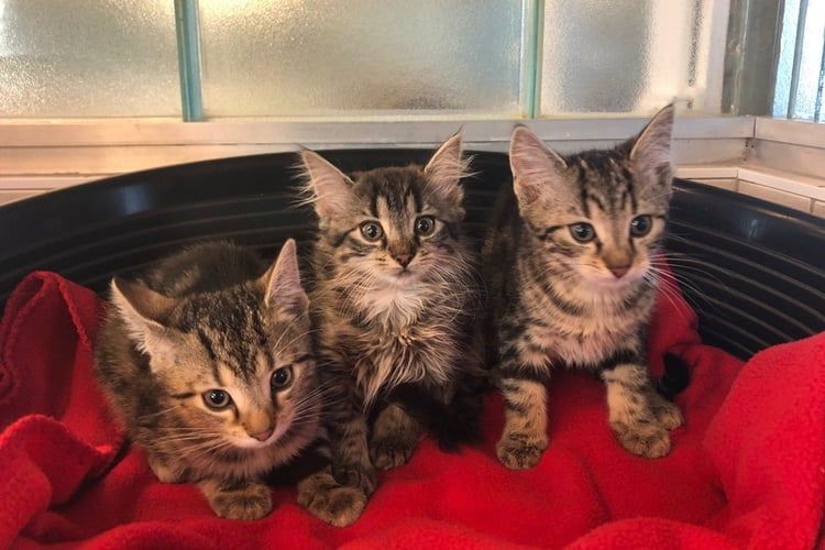 Drei Kätzchen, die im Dezember vom Dechanthof aufgenommen wurden.