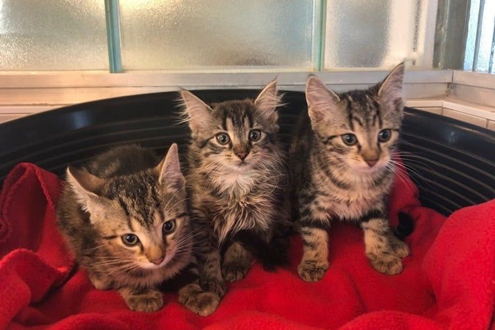 Drei Kätzchen, die im Dezember vom Dechanthof aufgenommen wurden.