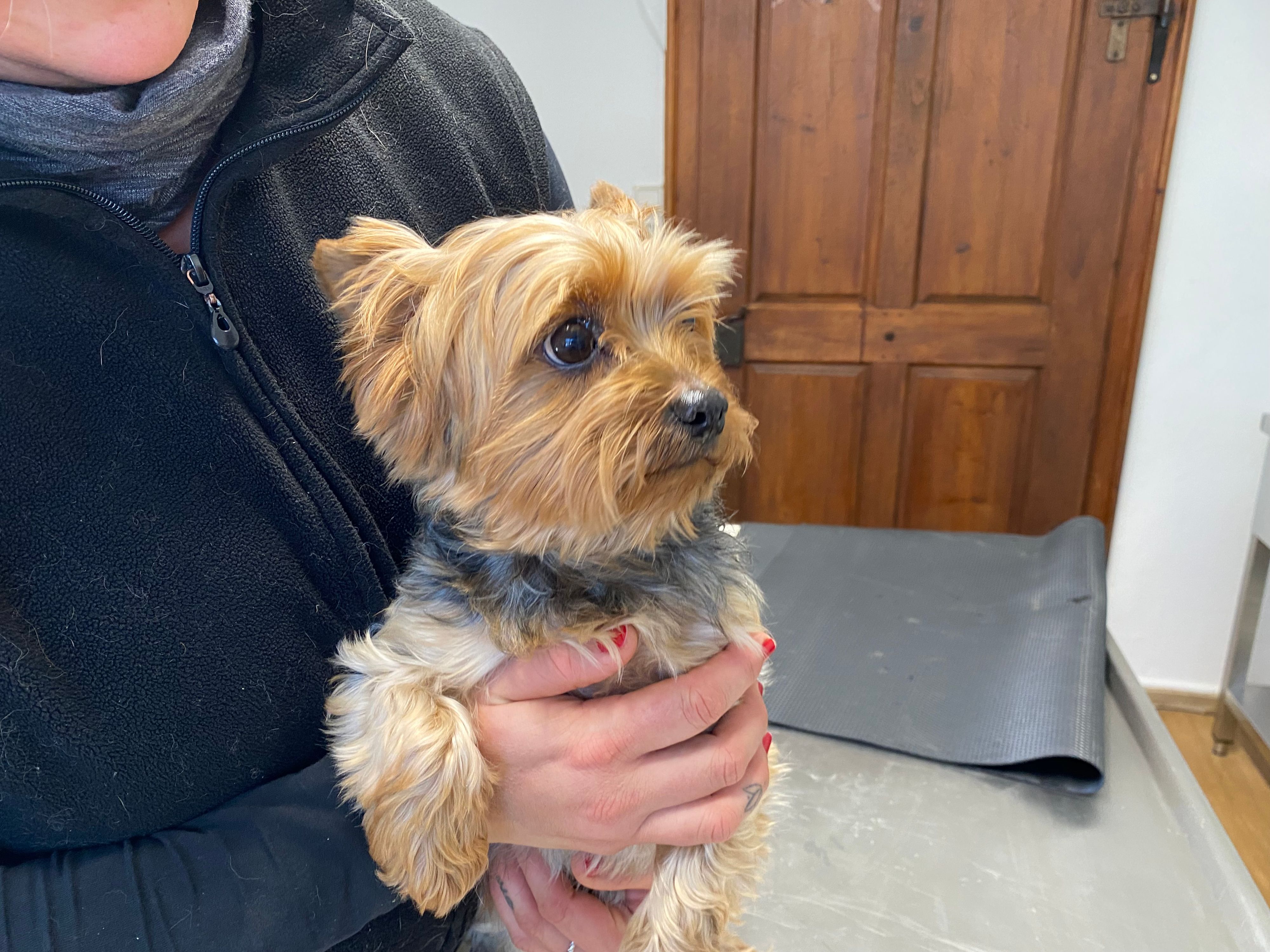 Dieser Yorkshire-Terrier wurde bei der Pfotenhilfe Lochen abgegeben.