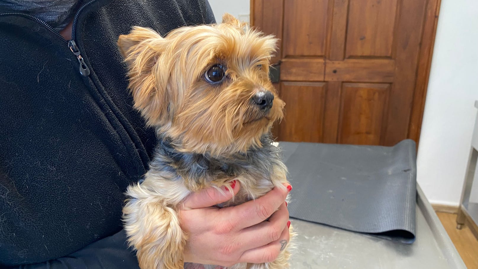 Dieser Yorkshire-Terrier wurde bei der Pfotenhilfe Lochen abgegeben.