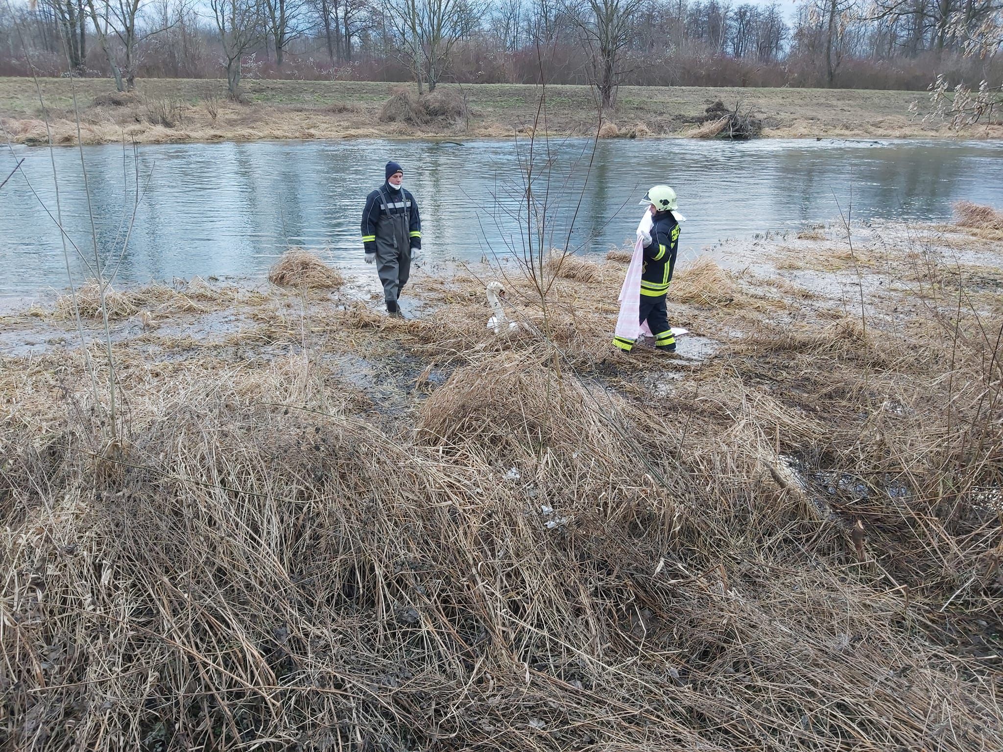 Die Feuerwehr bei der Rettung des Schwans.