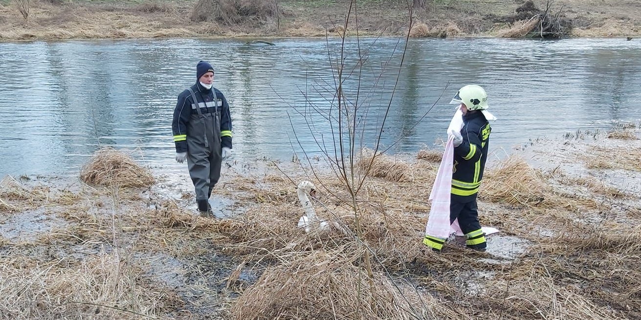 Die Feuerwehr bei der Rettung des Schwans.