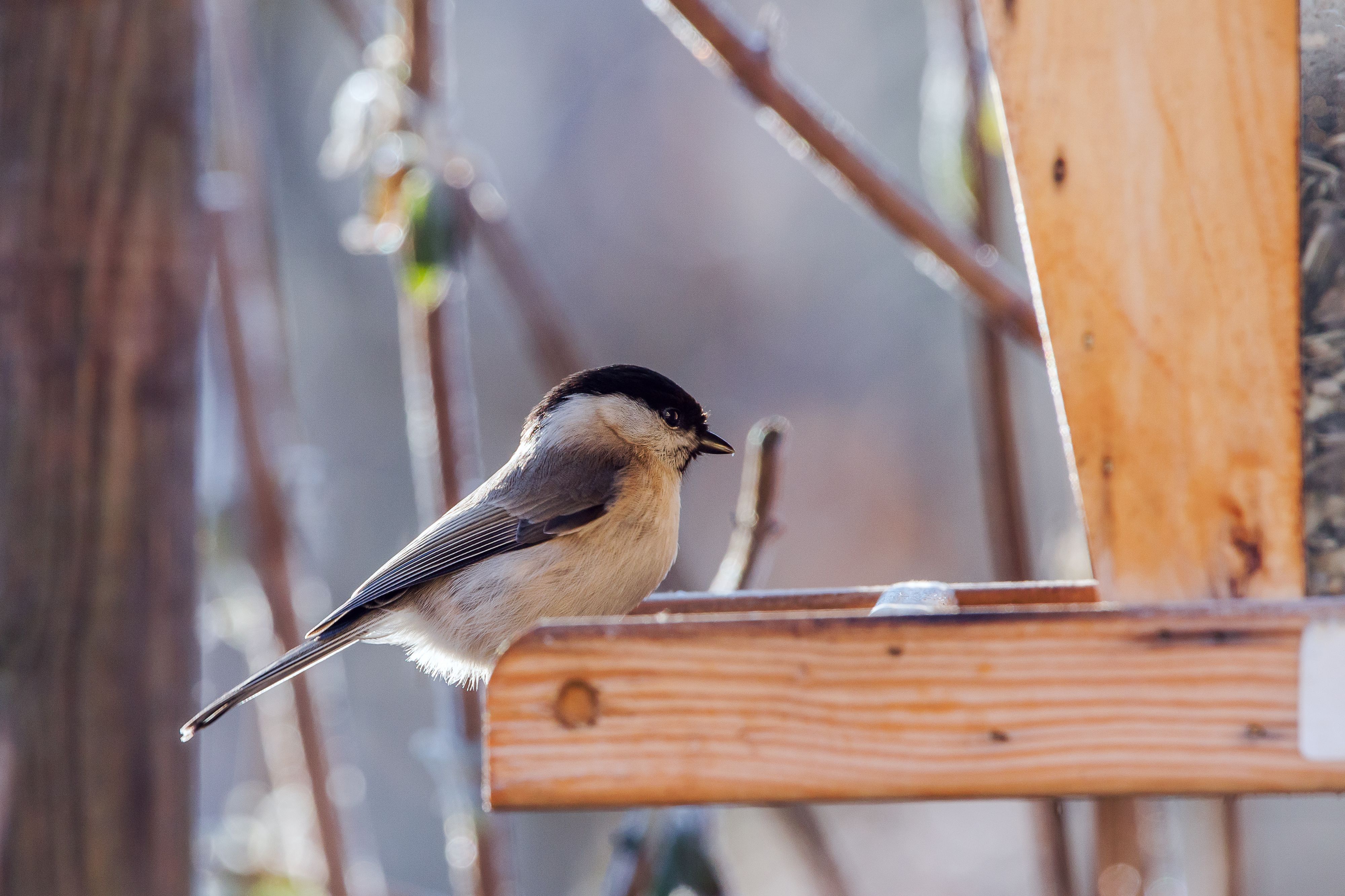 Von 4. bis 6. Jänner zählt man einfach eine Stunde lang die Vögel, die im Garten, auf dem Balkon oder im Park zu sehen sind, und meldet die Beobachtungen an BirdLife Österreich.