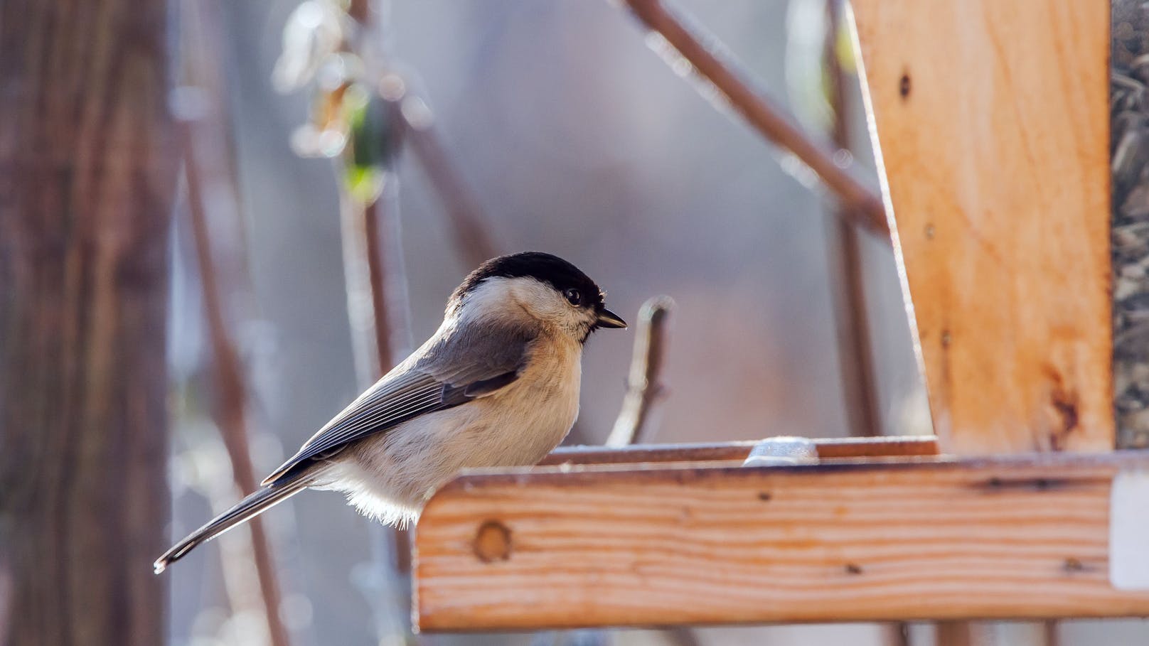 Jetzt schlägt wieder die "Stunde der Wintervögel"