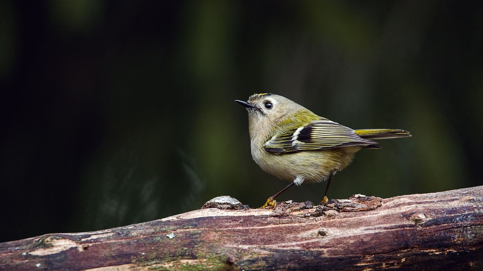 Winterholdhähnchen