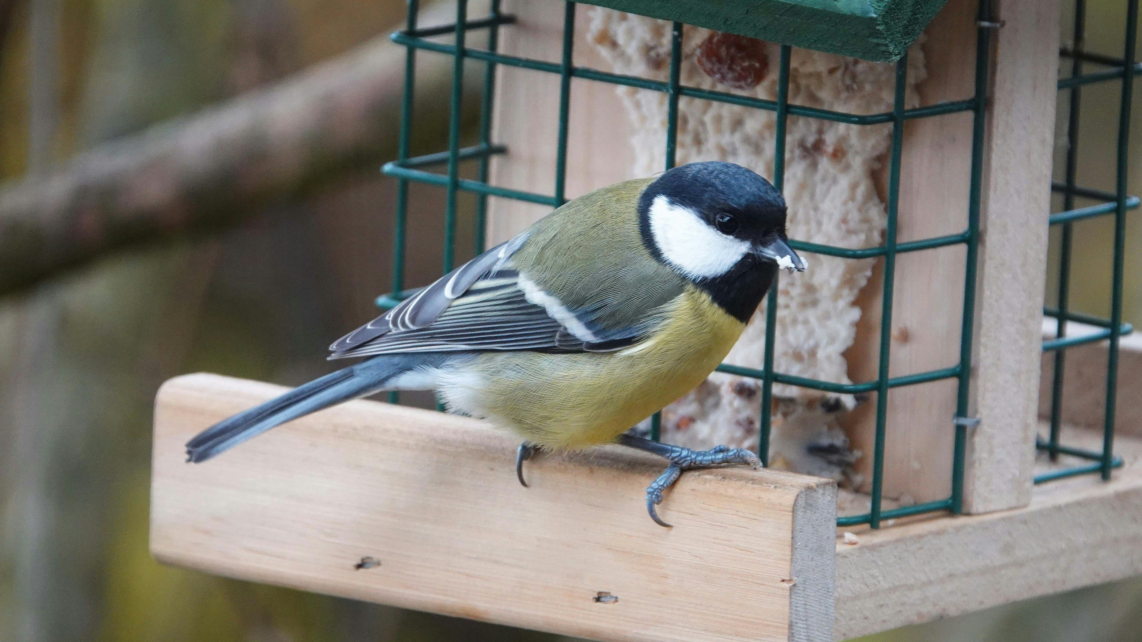 Heute.at - Kohlmeise siegt! Doch heuer fehlen so viele Arten