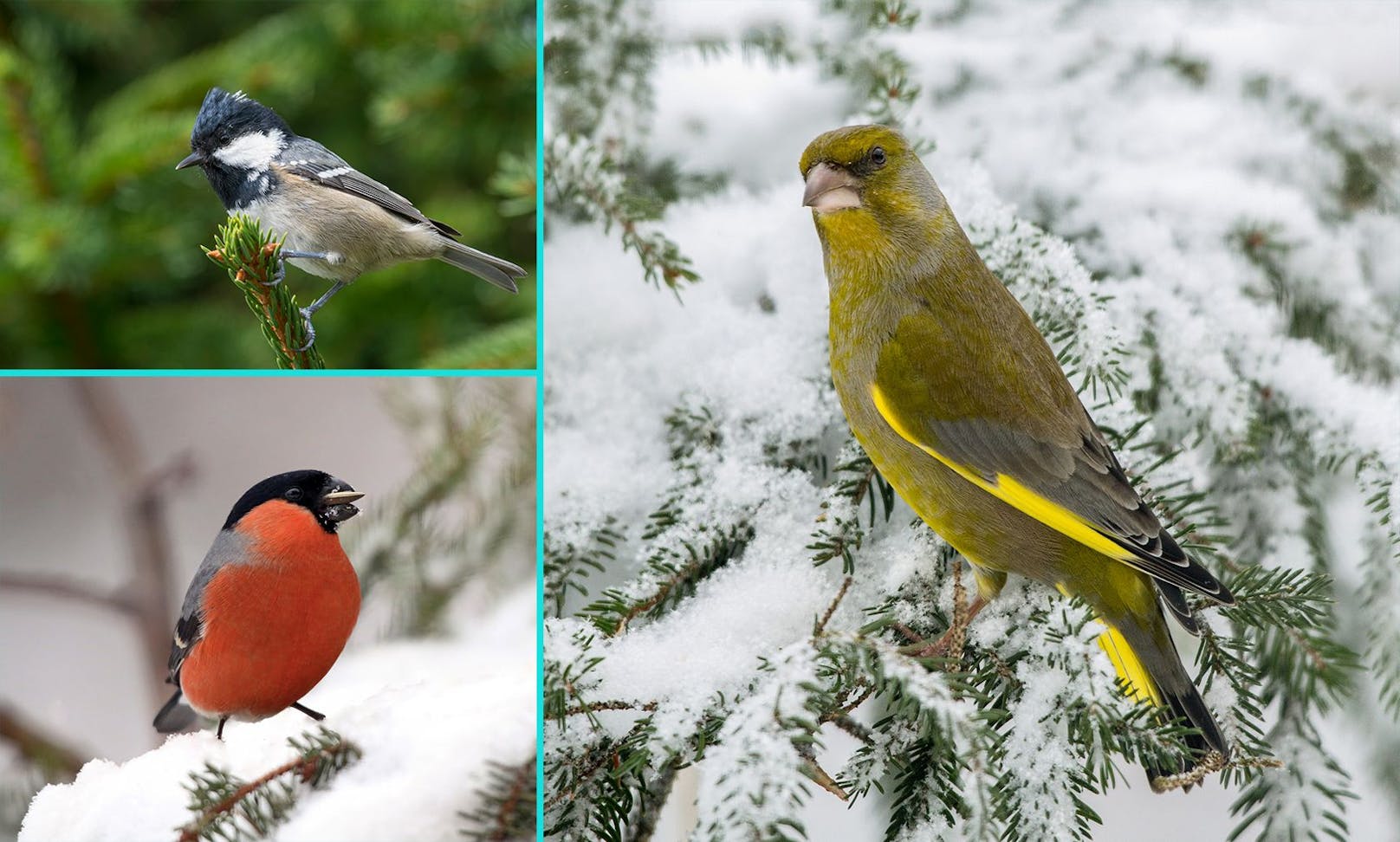 Vom 06. bis 08. Jänner lädt die Vogelschutzorganisation "BirdLife" zur "Stunde der Wintervögel" und alle machen mit!