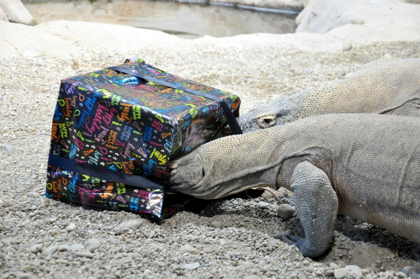 Die Brüder feiern den feierlich den 5. Geburtstag.