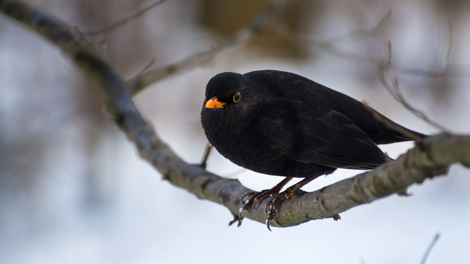 Amsel