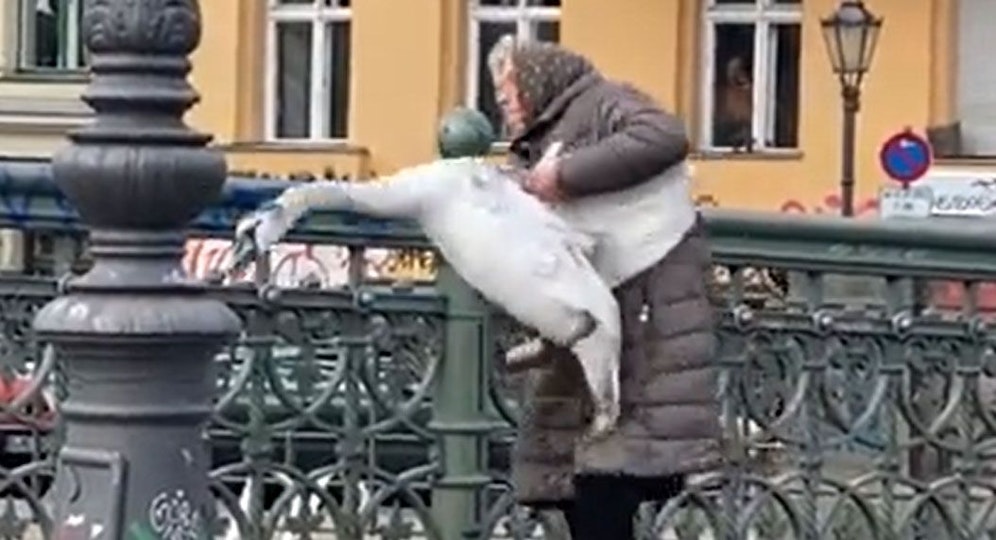 Die alte Frau und der Schwan