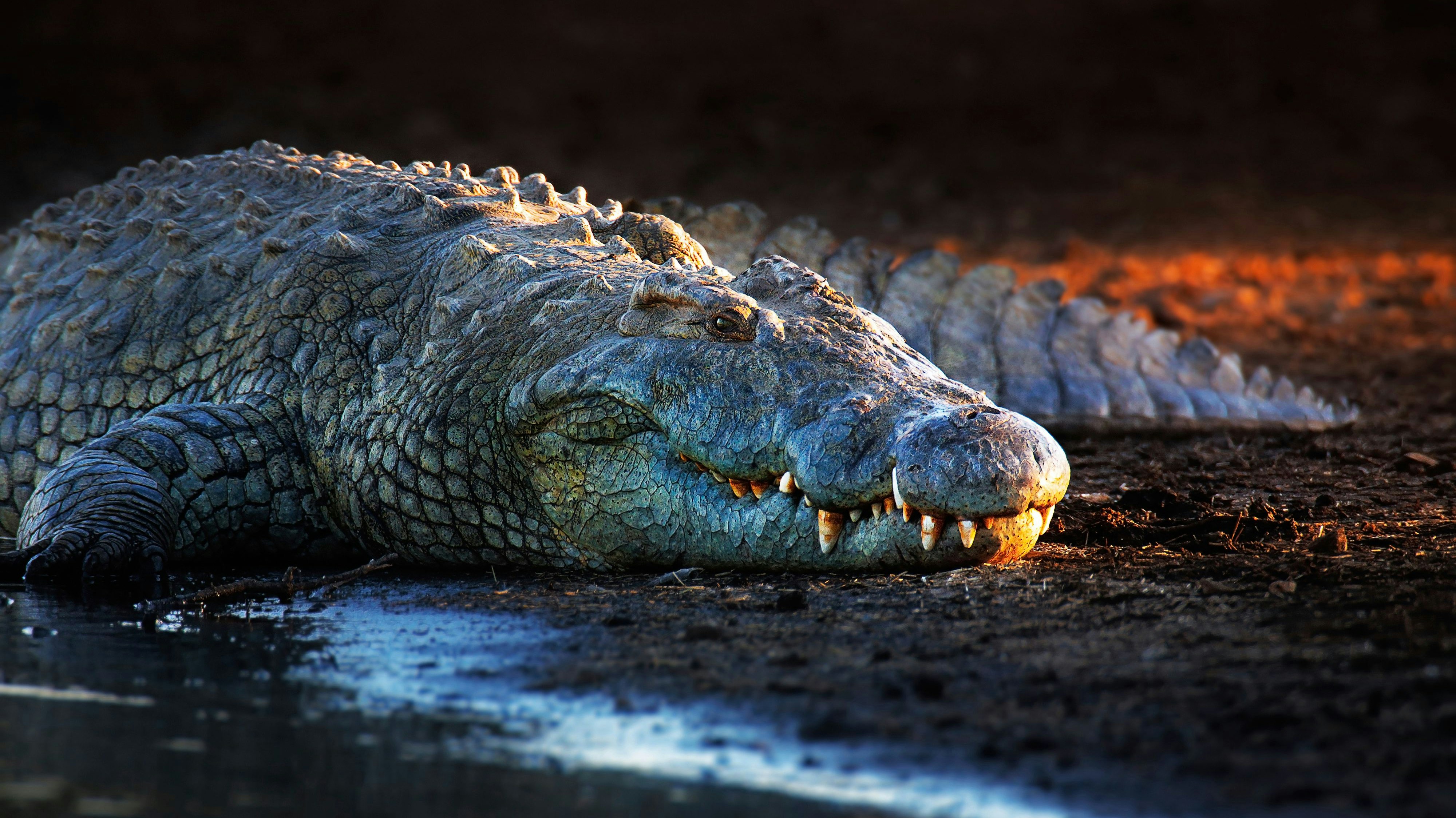 Ein Krokodil griff die Frau am Ufer an und tötete sie (Symbolbild).