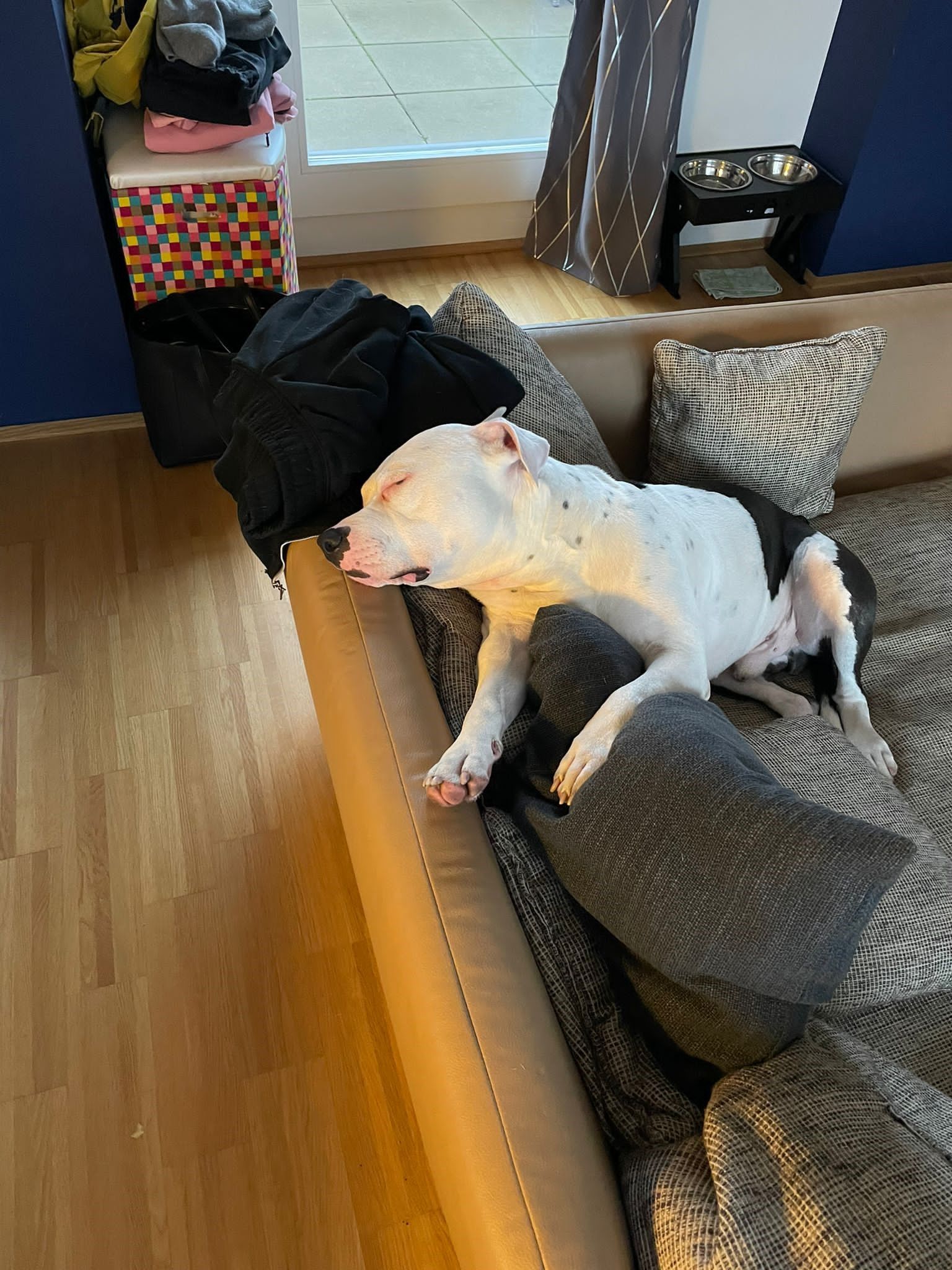 "Oreo" in seinem neuen Zuhause! 