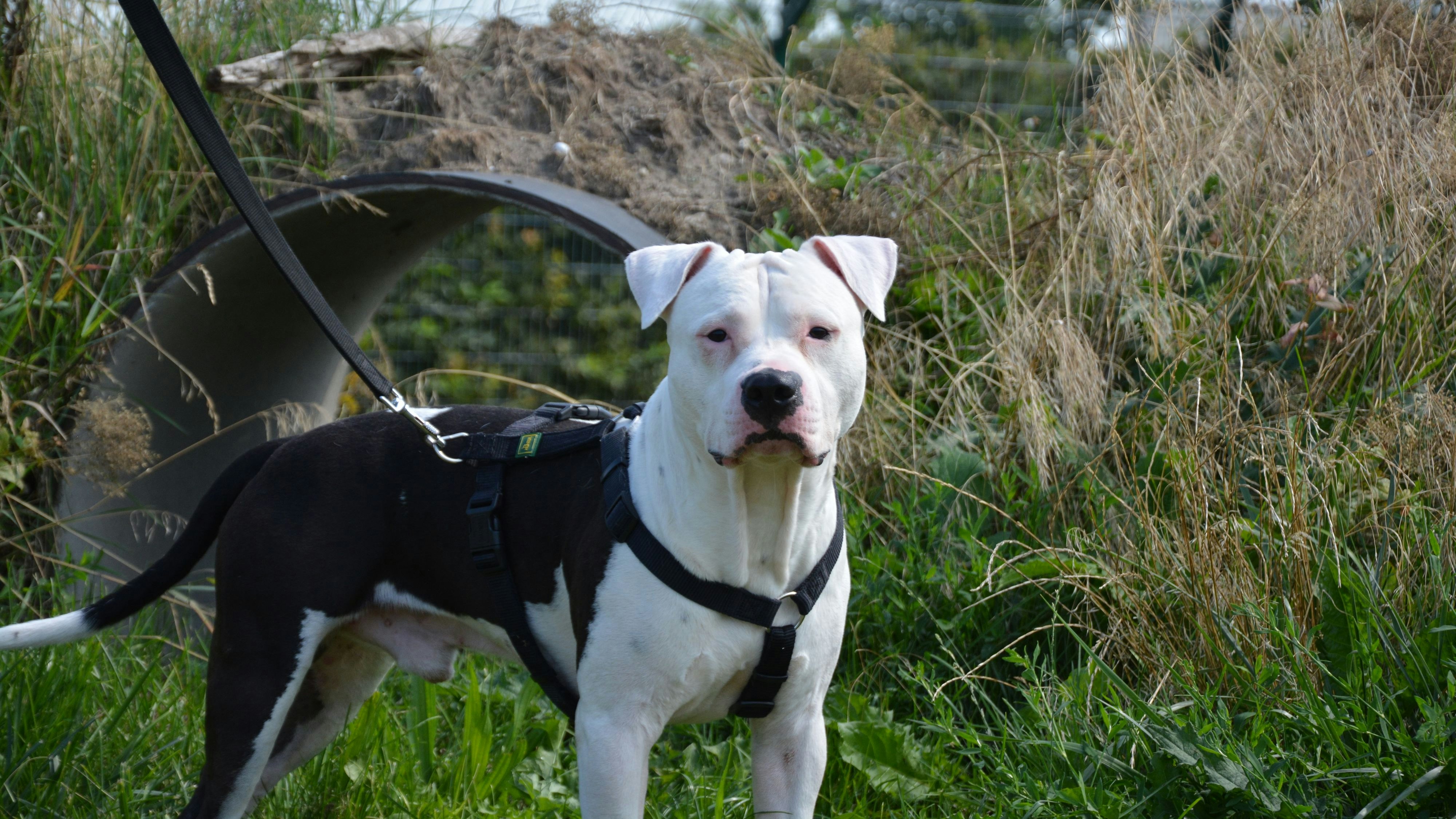 Der süße "Oreo" konnte bereits Weihnachten im neuen Zuhause verbringen. 