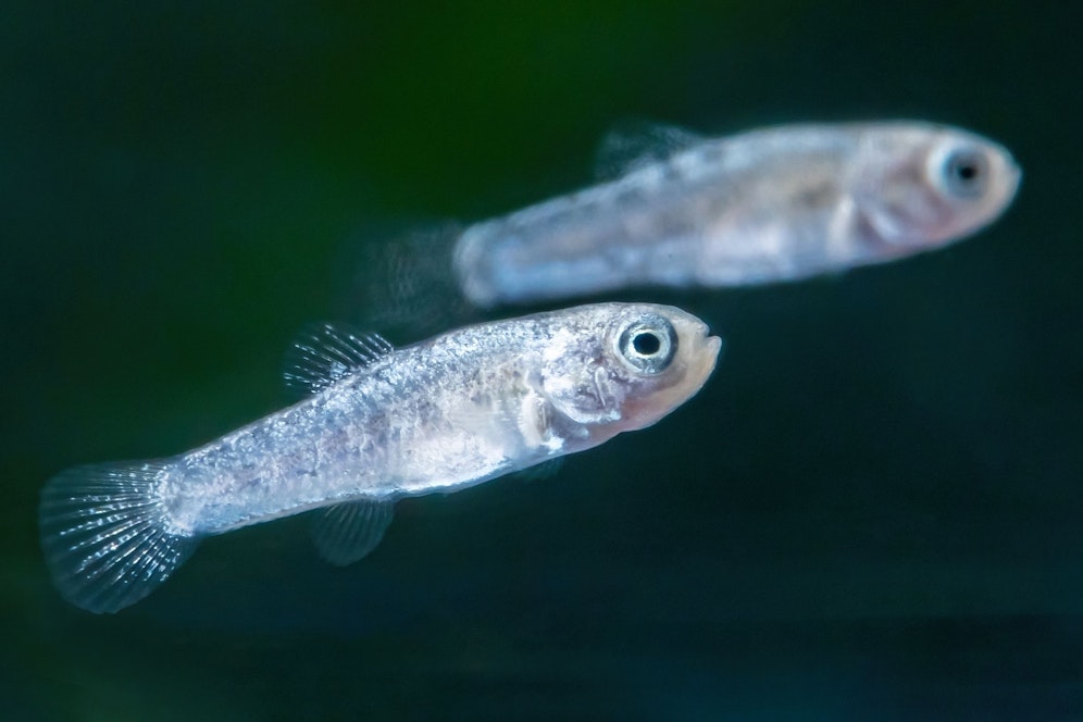 Im Aquarium des Tiergarten Schöbrunns wuselt es. 