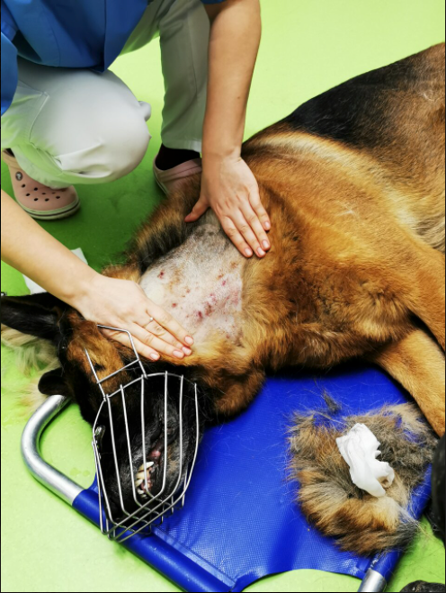 Der Hund hatte aufgrund des Stachelhalsbandes neue und alte Verletzungen.