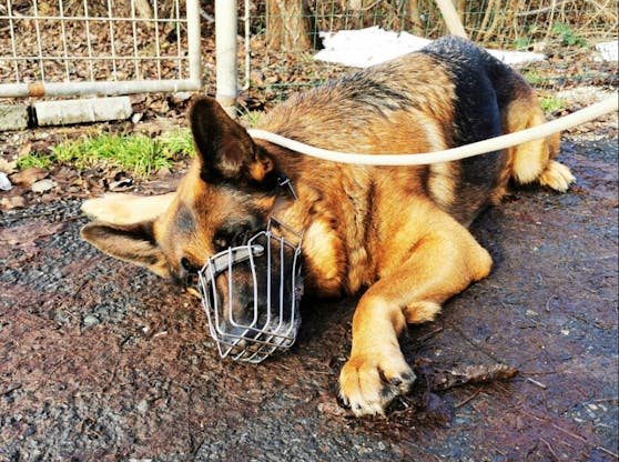 Der Schäferhund wurde aus einem Grazer Haushalt gerettet.