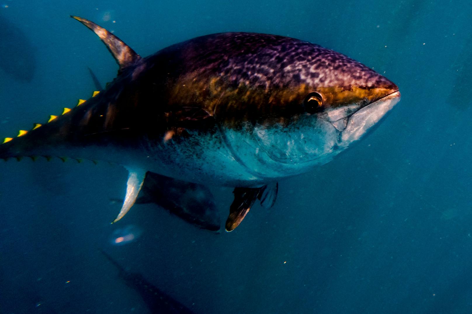 Der Thunfisch ist generell ein "Spätentwickler" und wächst sehr langsam. Da auch die Geschlechtsreife erst vergleichsweise spät einsetzt, kommt der Bestand unserer Überfischung nicht nach. <br>
