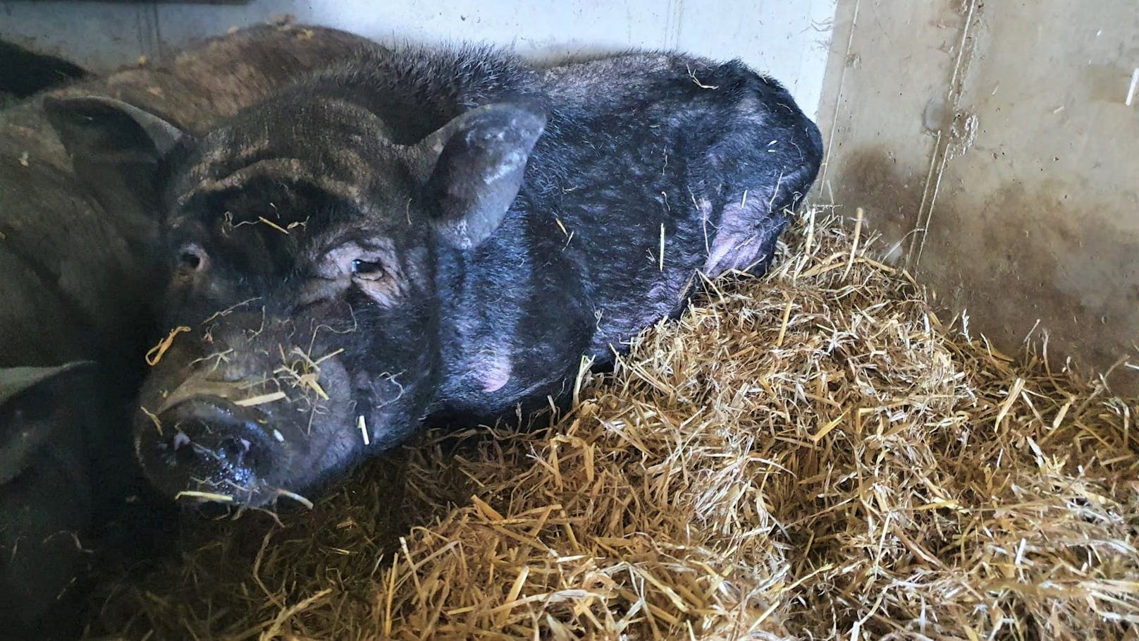 Die Schweinedamen sind sechs Jahre alt und erholten sich zuzeit im Tierparadies Schabenreith in Kirchdorf an der Krems. 