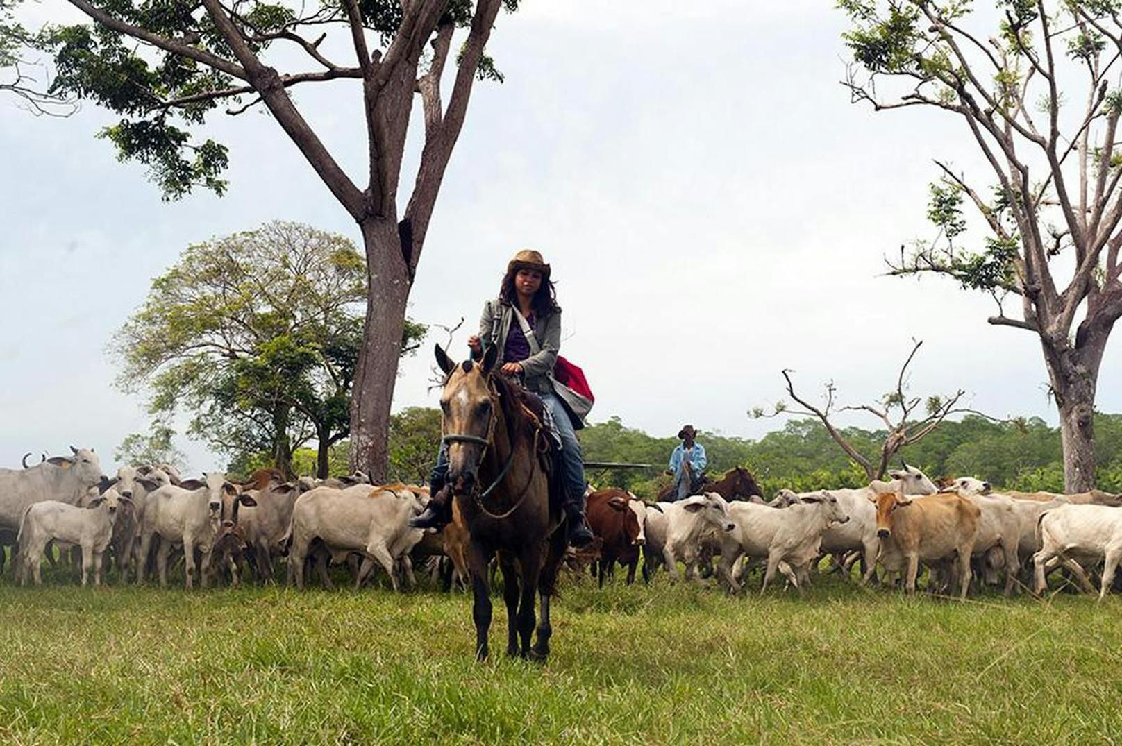 Laut Inserat eignet sich die Insel für Tourismus – oder für Viehhaltung.
