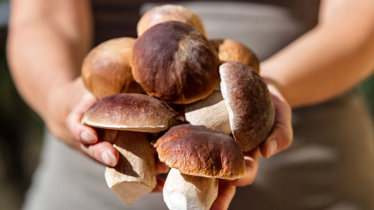 Auch Steinpilze stehen ab 1. Oktober auf der Roten Liste.
