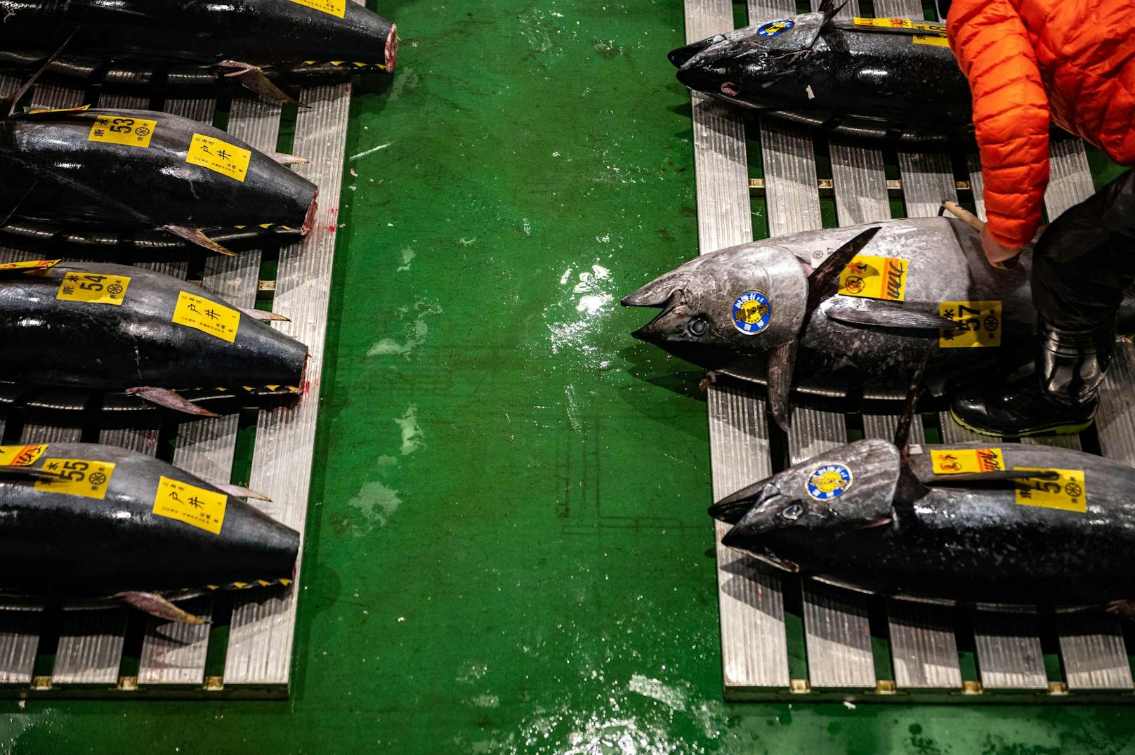Australien und Japan bejagen den Blauflossen-Thunfisch am Häufigsten. 