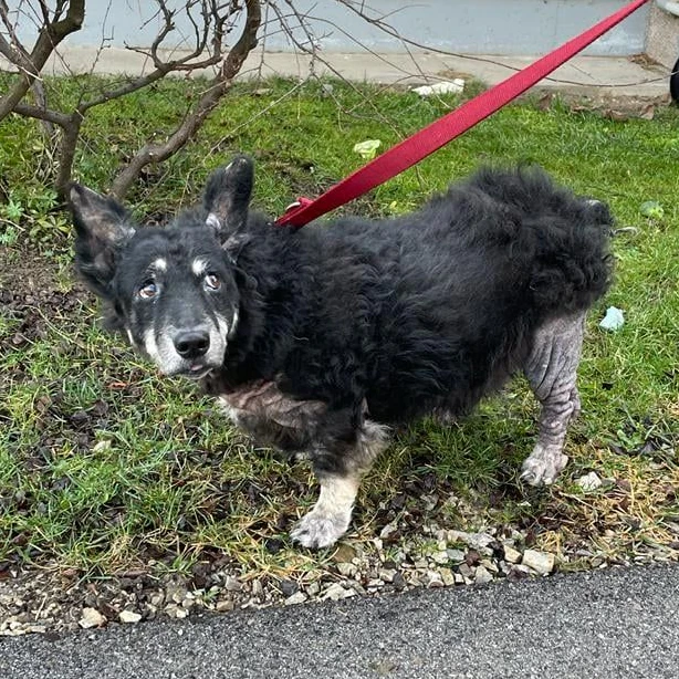 Hunde-Omi "Gina" ist sehr krank.
