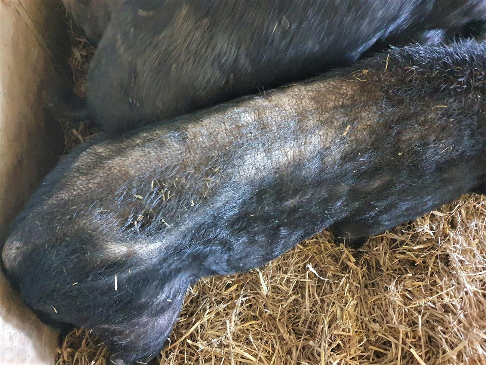Drei Hängebauchschweine wurden am 31.12.2021 ihren Haltern behördlich abgenommen. <br>