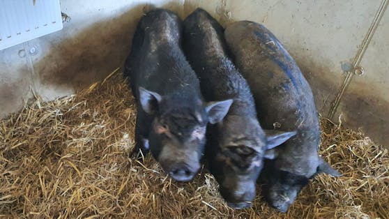 Pünktlich zu Silvester fanden diese drei Hängebauchschweine-Damen ihren Platz beim Tierparadies Schabenreith. 