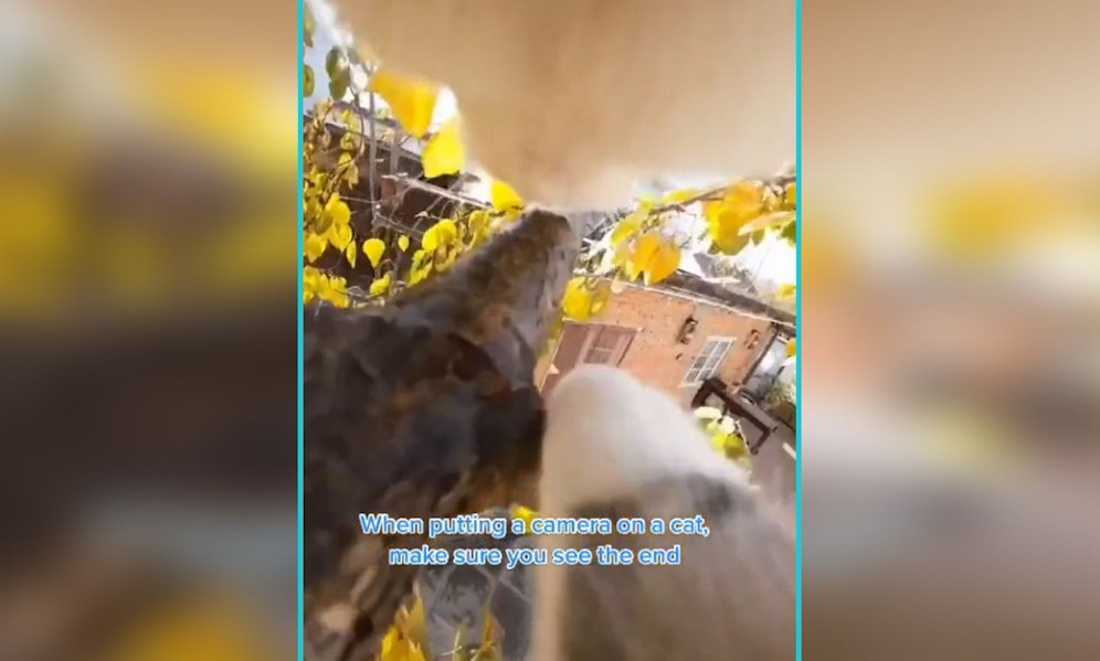 Diese Katze führt durchaus ein sehr abenteuerliches Leben. 