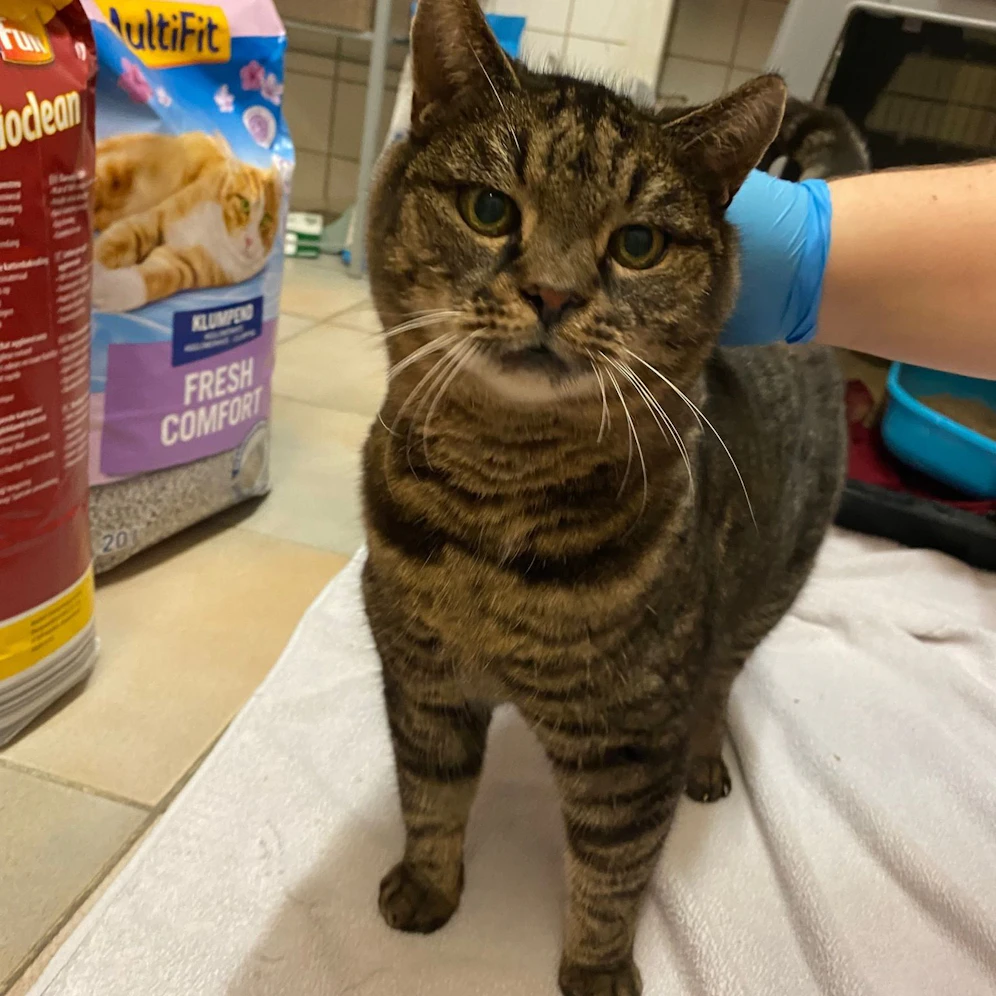 Kater Jogi soll zurück nach Deutschland gebracht werden.