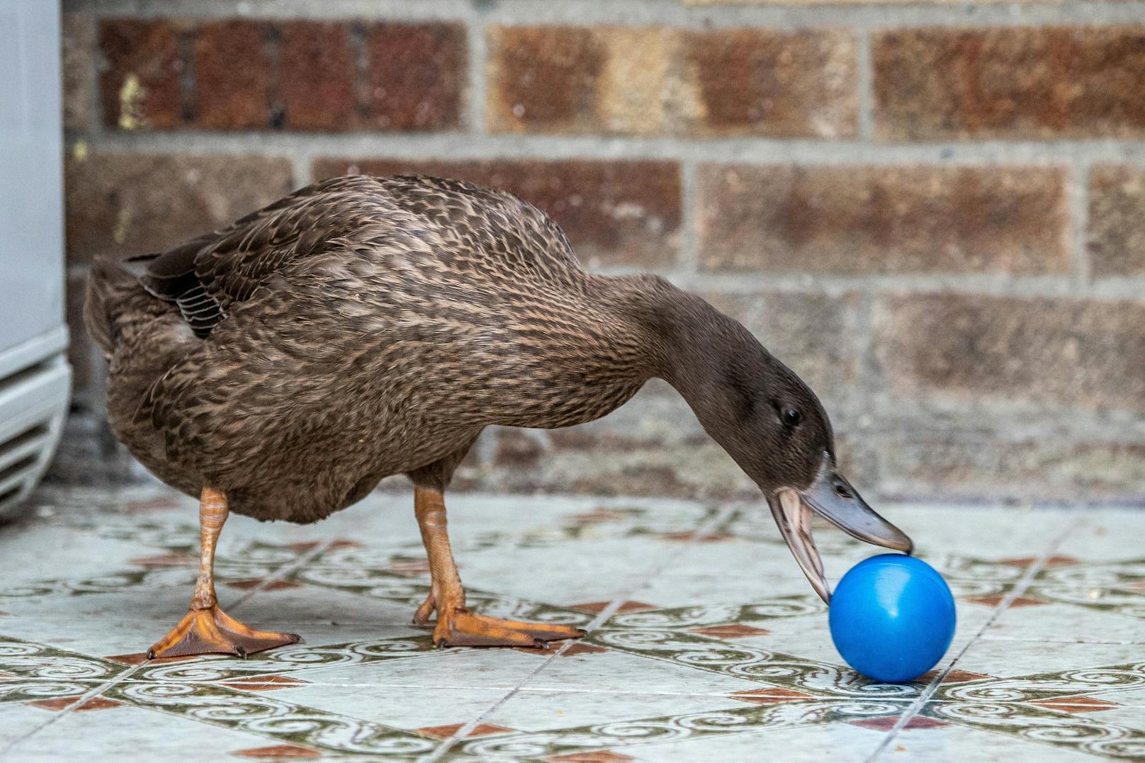 "Echo" ist eine sogenannte "Khaki Campell"-Ente und erst 17 Wochen alt. <br>