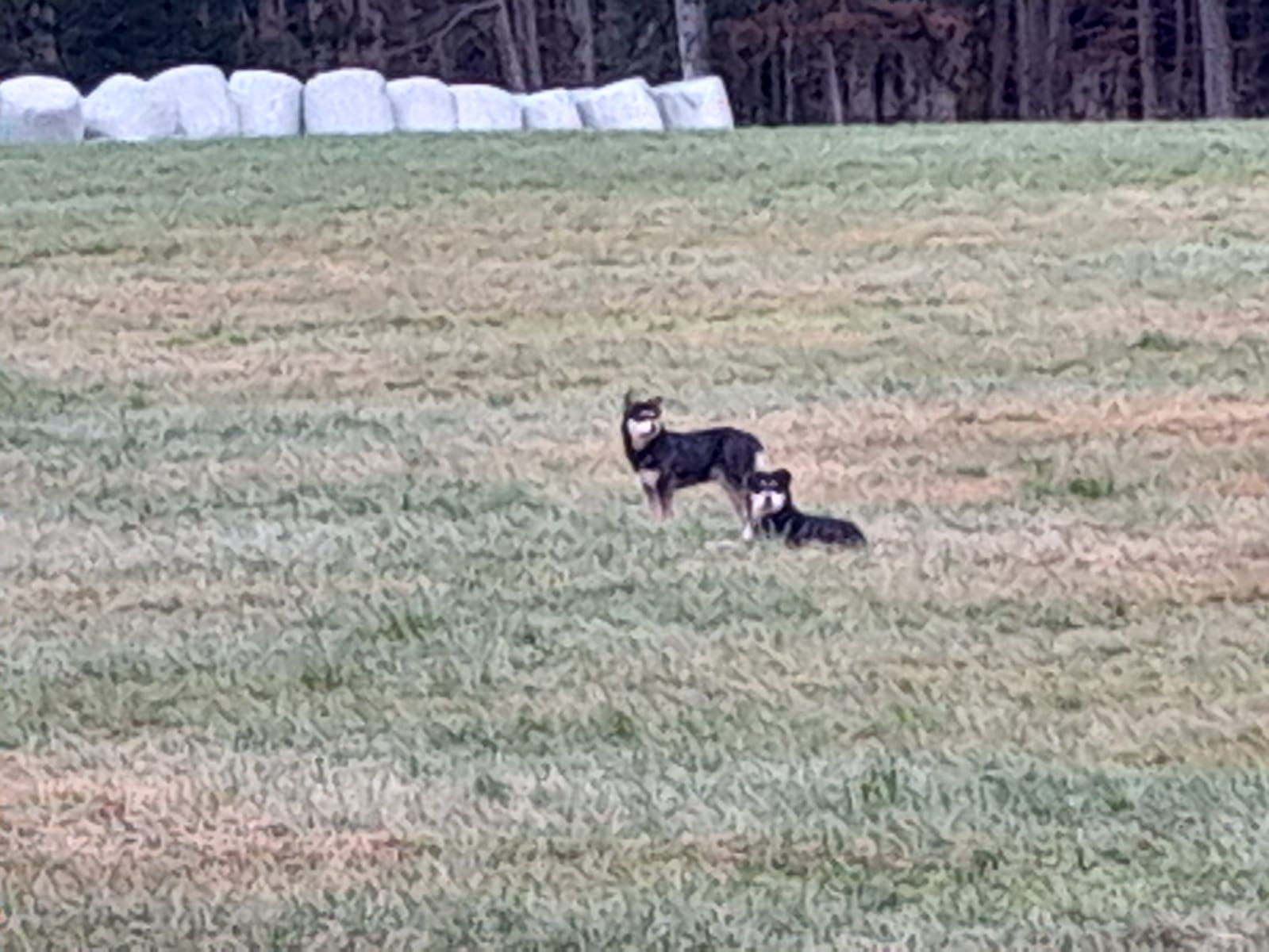 Zwei sehr scheue Hunde konnten mittels Lebendfalle von der Pfotenhilfe gesichert werden, doch wem gehören sie? 