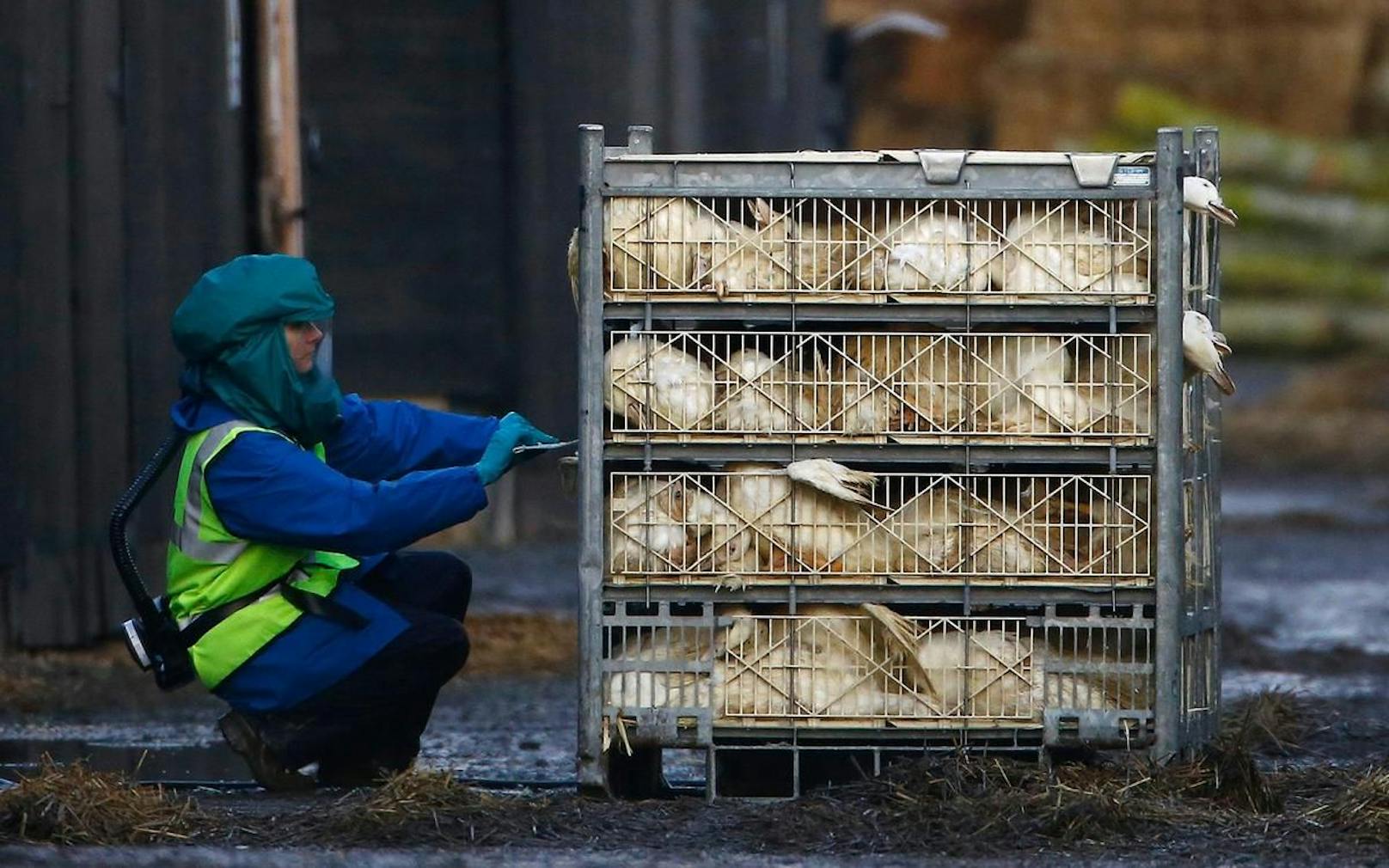 Seit November verzeichnet Großbritannien den bislang schwersten Ausbruch der Vogelgrippe.
