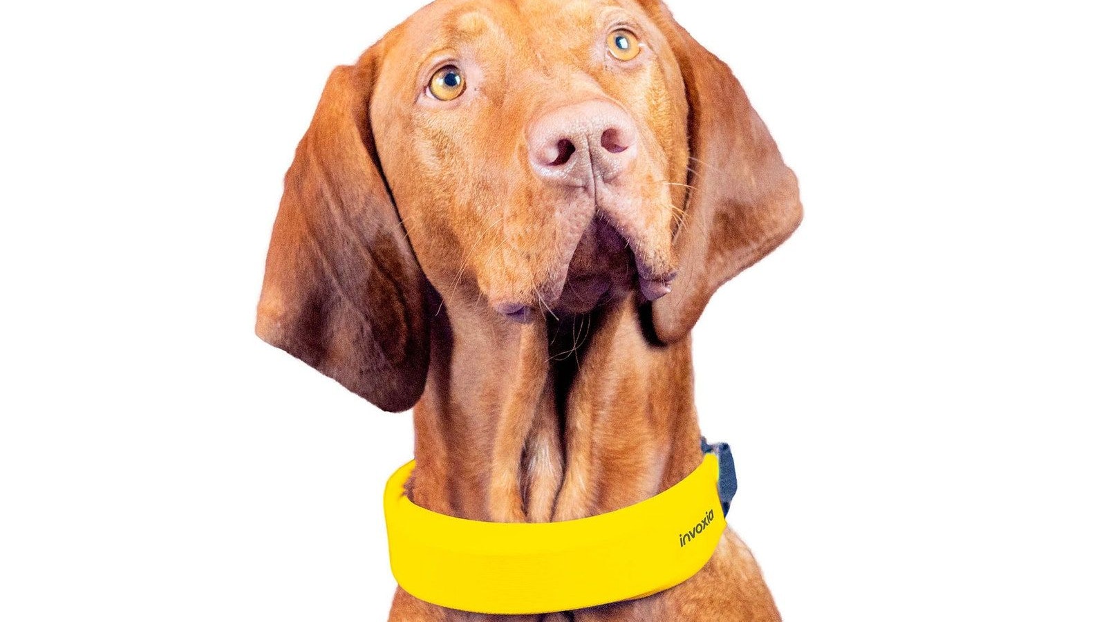 Hightech für Vierbeiner: Das smarte Halsband kann sogar lebensrettend werden. 