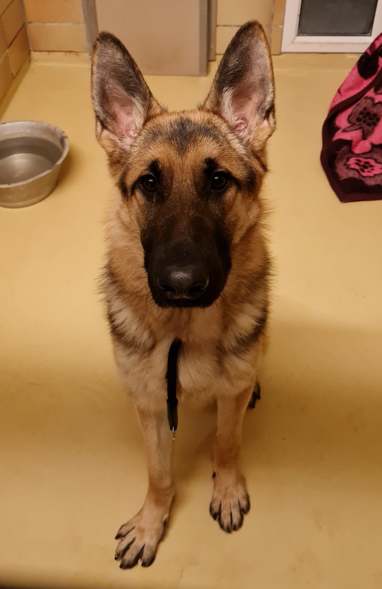 Der junge Schäferhund wurde mitten in der Nacht ausgesetzt.