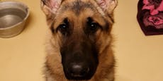 Junger Hund an Laterne gebunden - Polizei rettete ihn