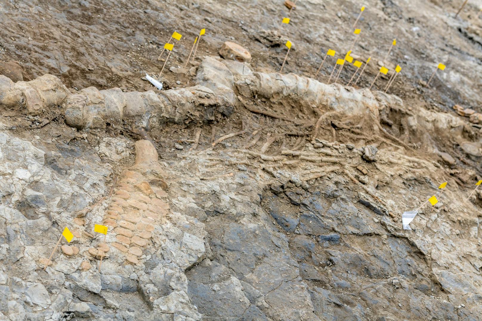 "Trotz der vielen Ichthyosaurier-Fossilien-Funde in Großbritannien, ist es bemerkenswert, dass dieses das größte jemals gefundene Skelett in Großbritannien ist", so der Ichthyosaurier-Experte Dr. Dean Lomax.&nbsp;