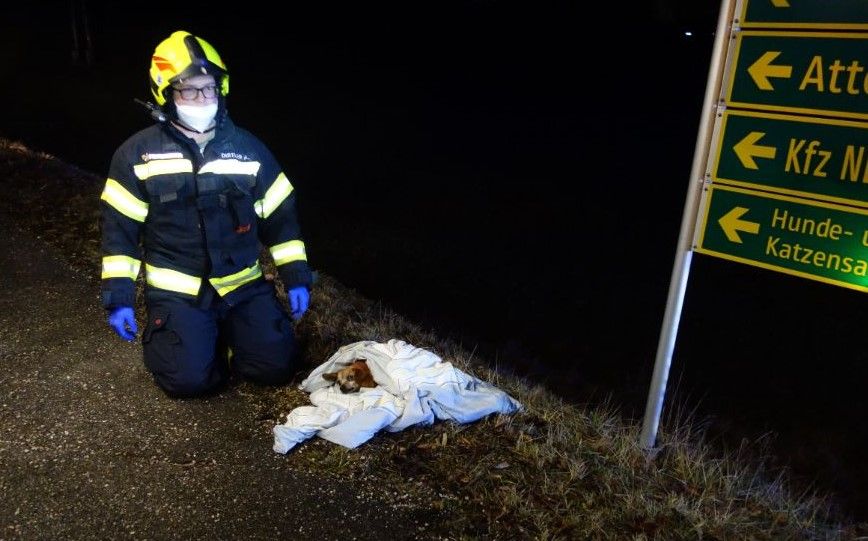Der kleine Hund wurde bei dem Unfall schwer verletzt. Ein Feuerwehrmann kümmerte sich um ihn, bis der Tierarzt da war.