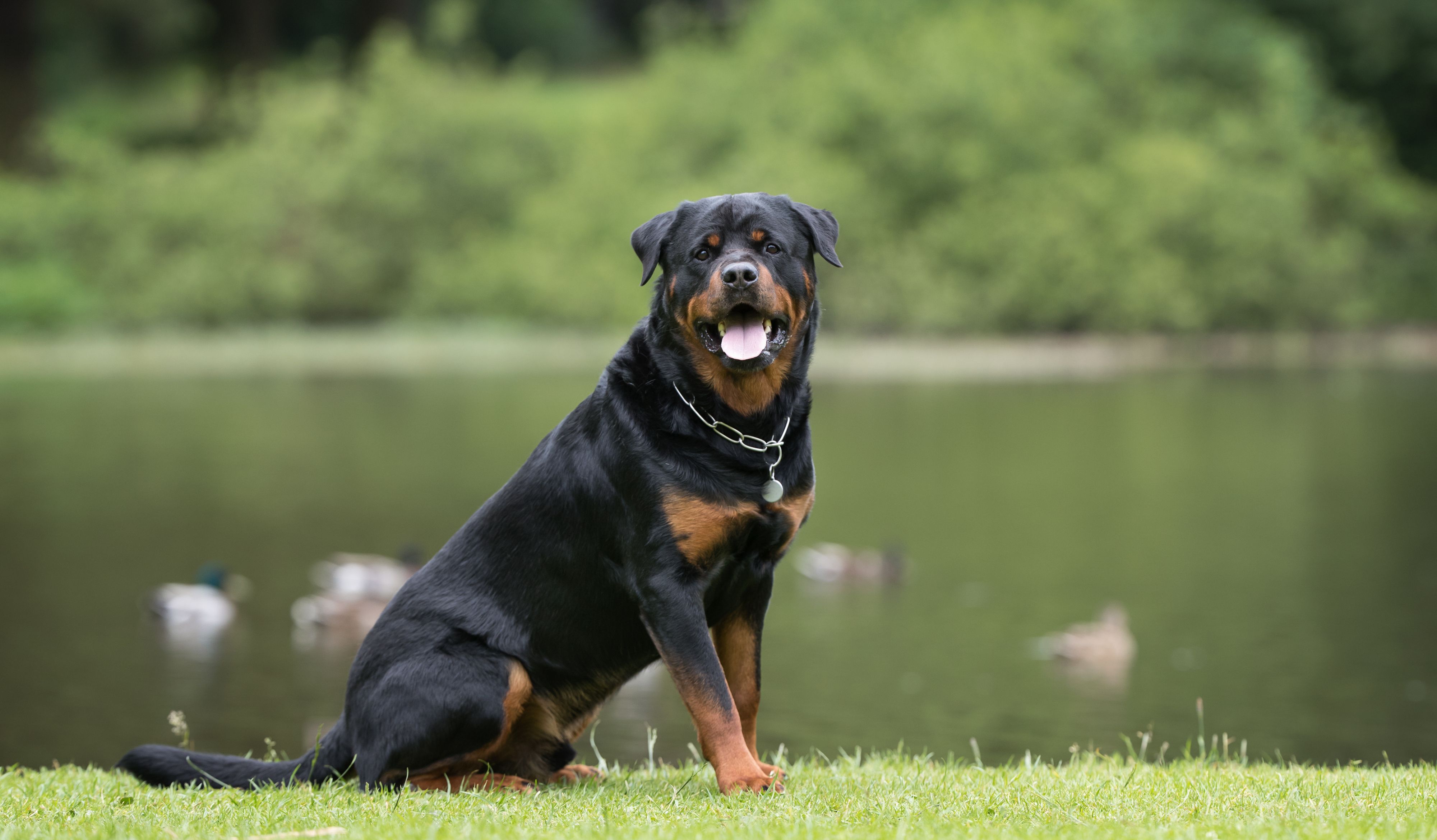 Rottweiler war ausgebüxt.