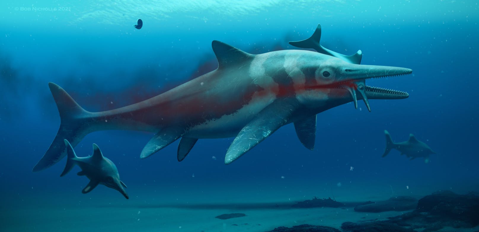 Der "Seedrache von Rutland" könnte möglicherweise ein Ichthyosaurier gewesen sein – ein fischartiges Wesen, deren Körperform an <a href="https://www.heute.at/s/-28876383">Delfine</a> erinnert. Die Spezies ist seit 90 Millionen Jahren ausgestorben.