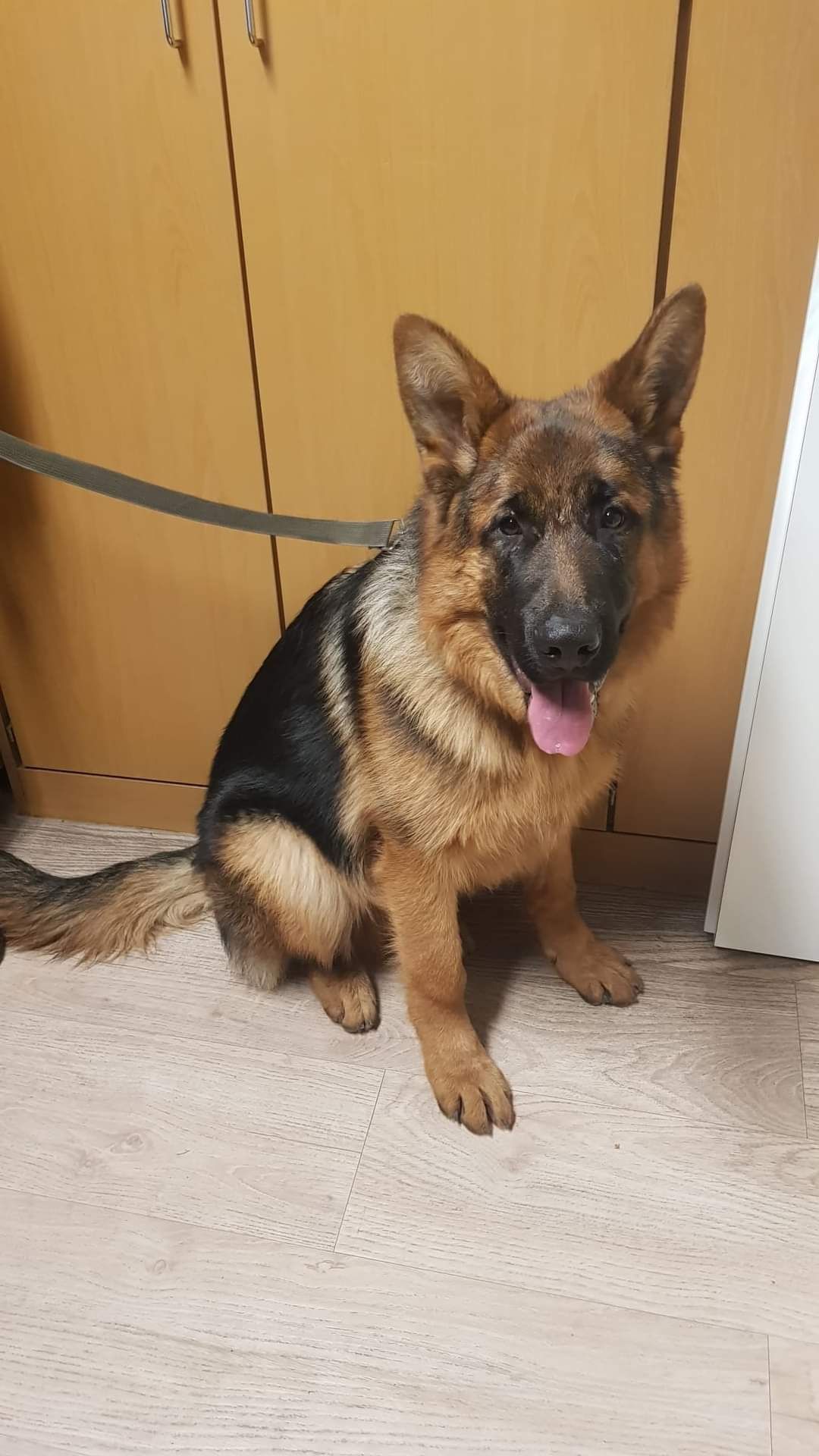 Wieder wurde ein an einer Laterne angebundener Schäfer aufgefunden.