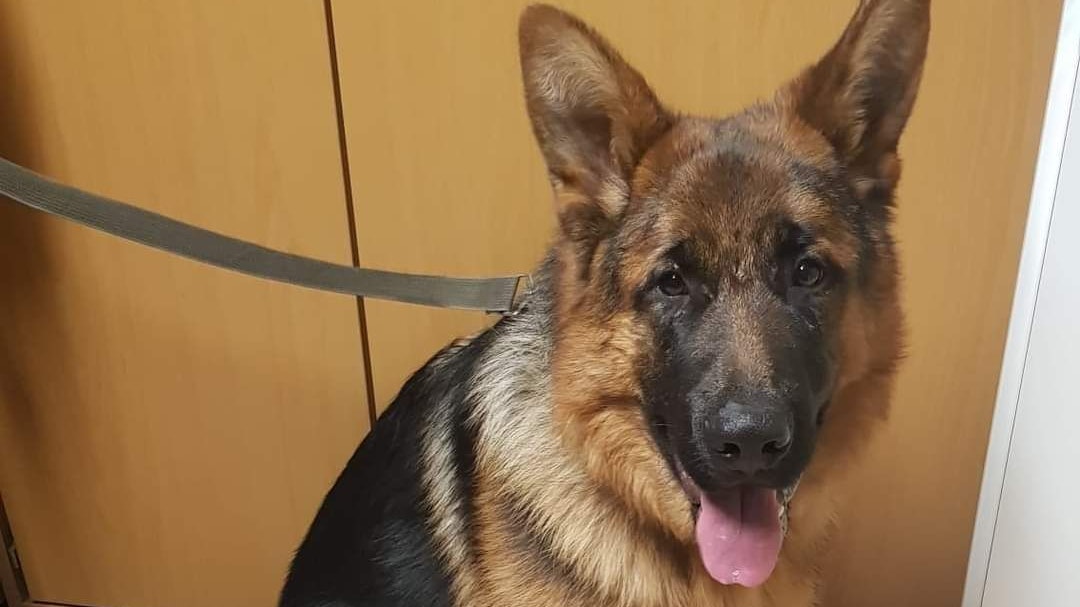 Wieder wurde ein an einer Laterne angebundener Schäfer aufgefunden.