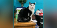 Tierheim suchte nach Soziopathen für eine Katze