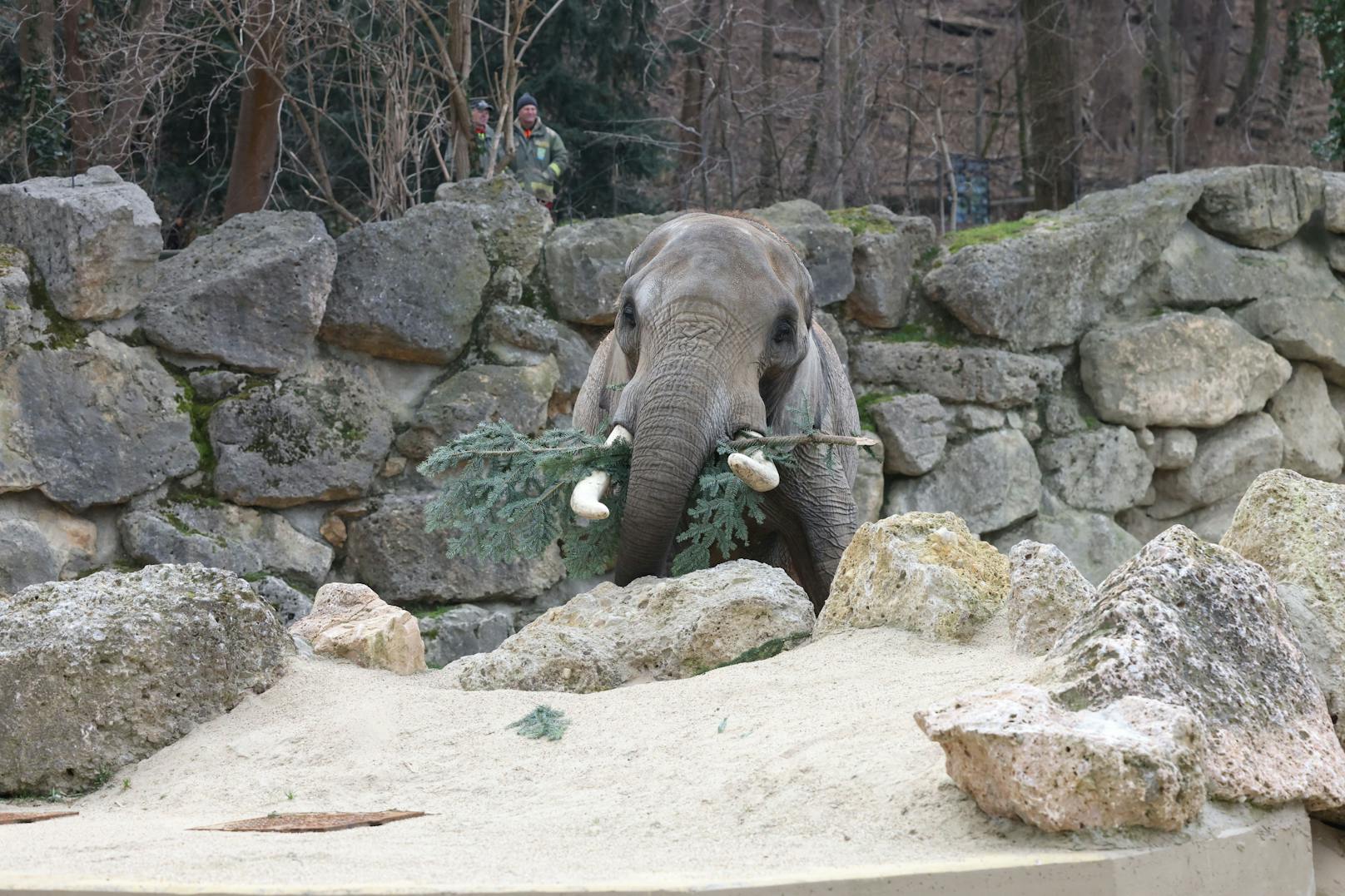 Wie jedes Jahr gab es für die Elefanten im Zoo Schönbrunn ein schmackhaftes Nach-Weihnachtsgeschenk. Dienstagfrüh durften sie den Christbaum verputzen, der vor dem Schloss Schönbrunn für weihnachtliche Stimmung gesorgt hatte.